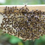 Bienen mit Königin auf Bienenwabe mit Rahmen